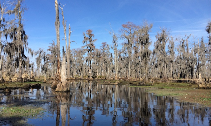 The swamp and trees of the bayou in Louisiana