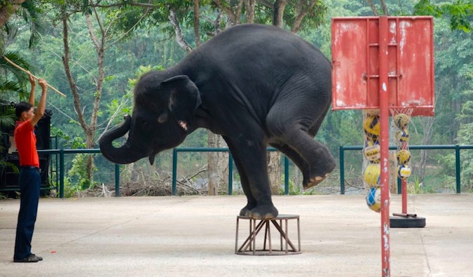 An elephant forced to perform at a circus in Southeast Asia