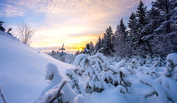 Snowcapped trees and a beautiful sky in Ylläs, Finland