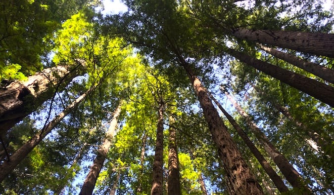 beautiful redwood trees in the redwood national park