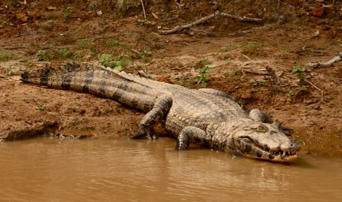 A large alligator near the water's edge in the Bolivian rainforest