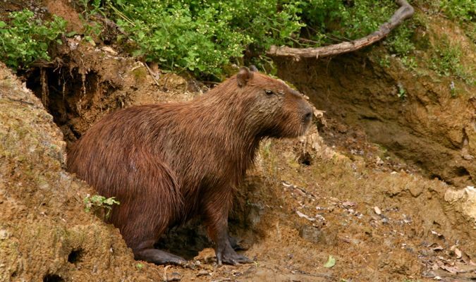 A brown capybara looking for predators in Bolivia