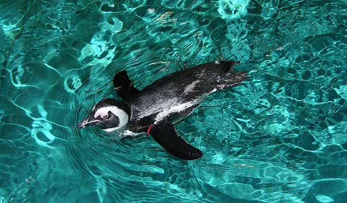 波士顿水族馆的企鹅