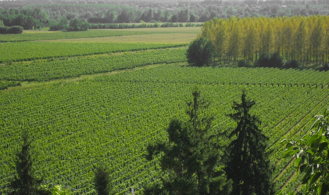 bThe sprawling green fields in France's wine region