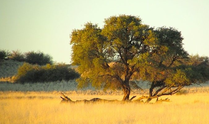 The sunny savannah on a safari in Africa