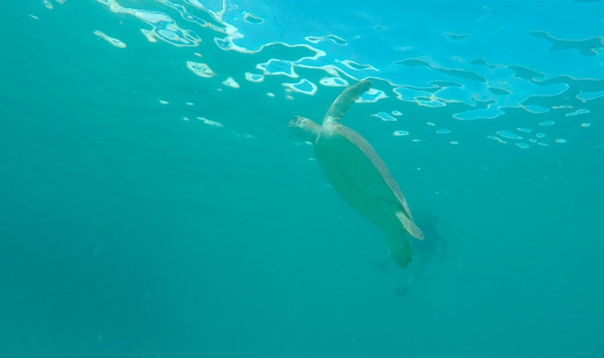 A sea turtle swimming in the clear waters of the Virgin Islands