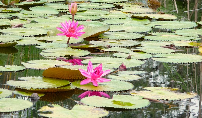 A pond in the botanical garden in Singapore