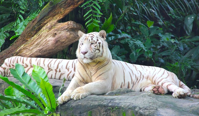 Tiger at zoo in Singapore