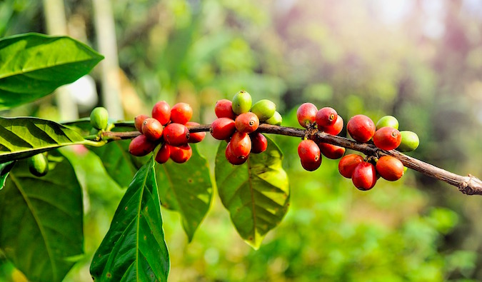 Coorg Coffee Estate