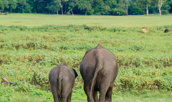 two elephants in Asia that are a family