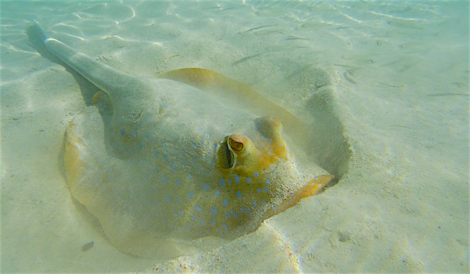 Manta Ray Coral Bay