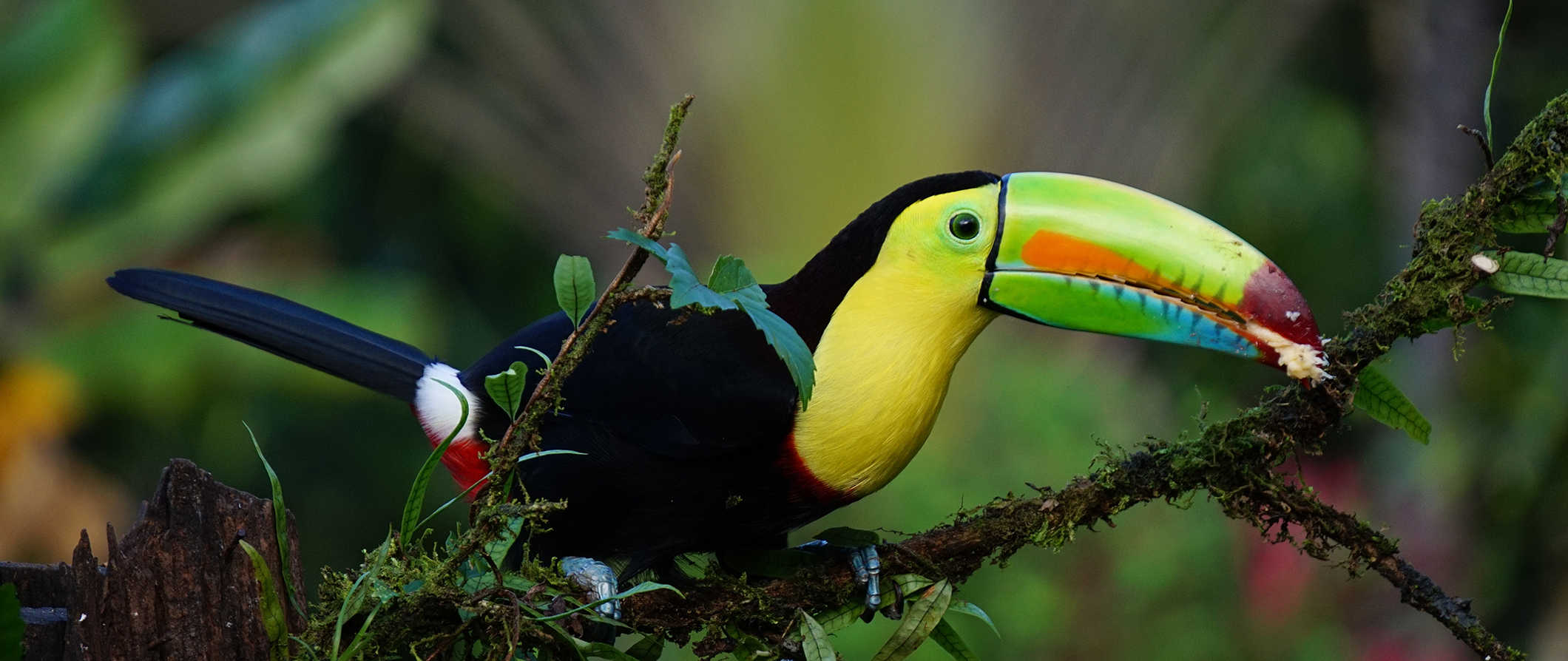 a colorful tropical bird in the lush rainforest of beautiful Costa Rica