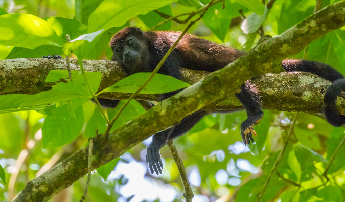a monkey in Costa Rica