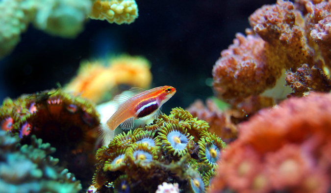 Colorful fish and coral underwater in the Yasawa Islands