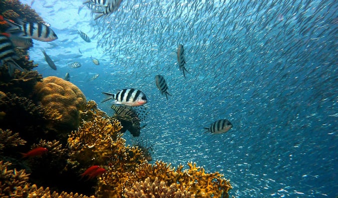 tropical fish underwater in Fiji