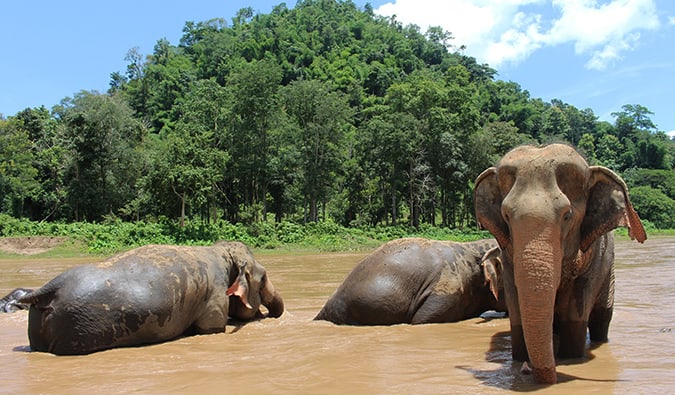 Elephants at Elephant Nature Park in rural Thailand, relaxing in the water