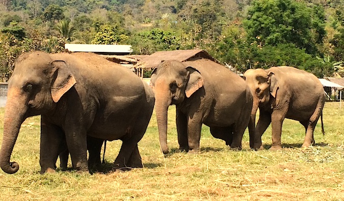 Elephants walking in the grass at Elephant Nature Park, Thailand