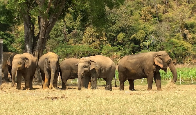 A herd of elephants at Elephant Nature Park standing in the grass together