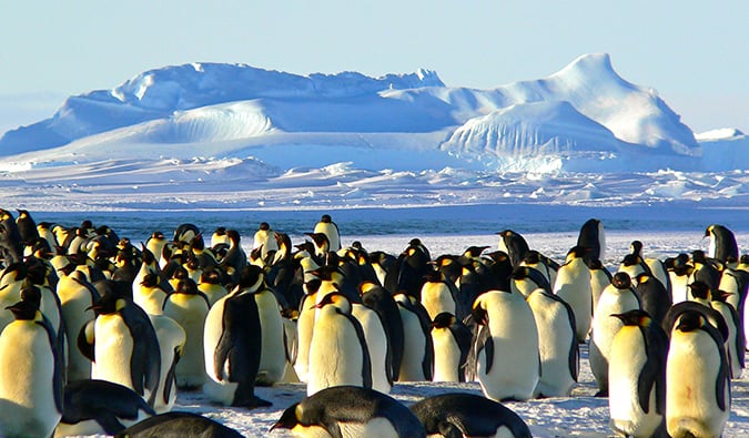 A huge flock of emperor penguins in the snow in Antarctica