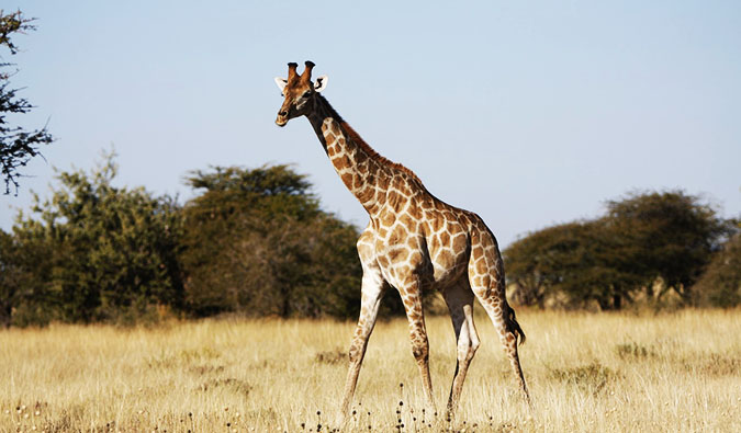 A stunning photo from a safari in Etosha National Park, Namibia