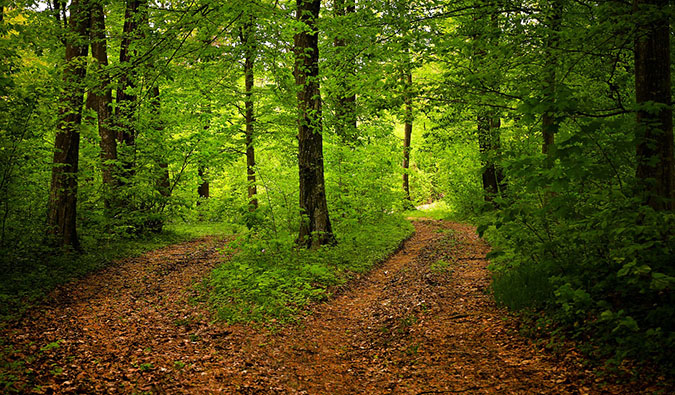 A fork in the road in the middle of a lush forest with two different directions to take