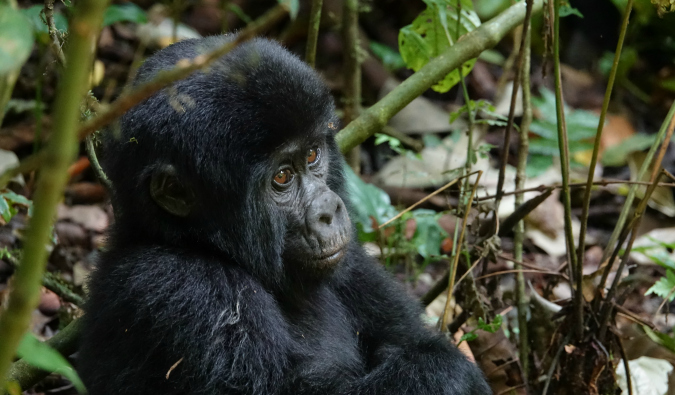 Gorillas in the jungles of Uganda, Africa