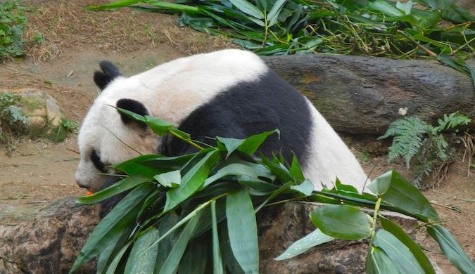 giant panda in hong kong