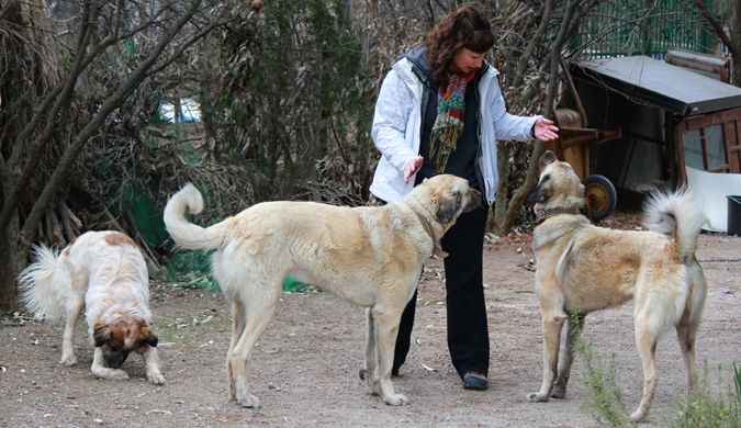 Dalene with three of the four dogs in rural Turkey doing a house sit