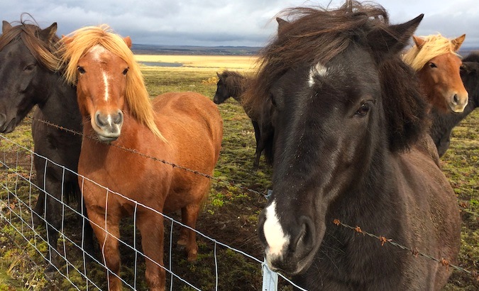 Icelandic horses with flowing manes playing around with each other