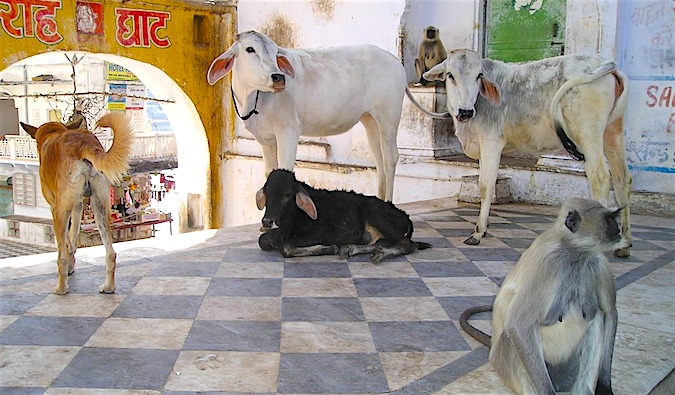 All different kinds of animals relaxing in the shade in India