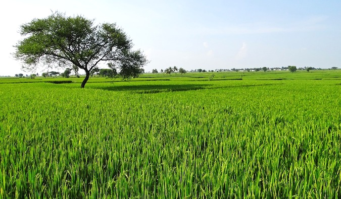 Bright green and lush fields of the Isaan region of Thailand