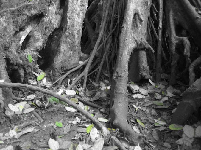 A black and white photo of tree roots in Khao Yai National Park, Thailand