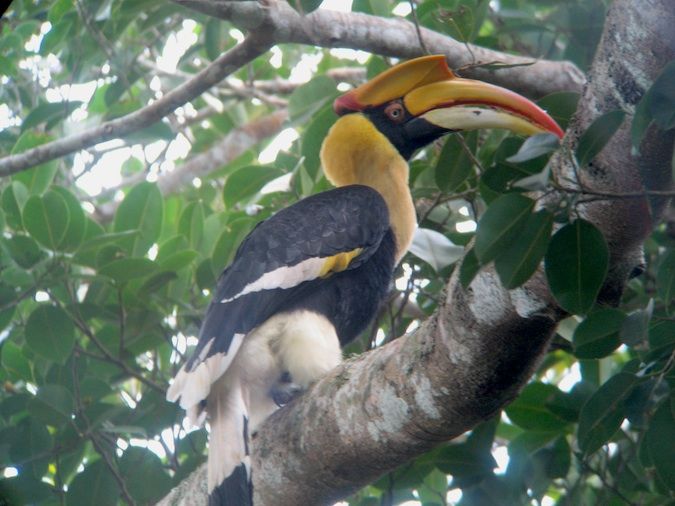 A colorful and exotic toucan bird Khao Yai National Park