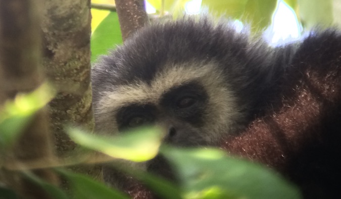 A cute and furry animal hiding in a tree in Khao Yai National Park, Thailand