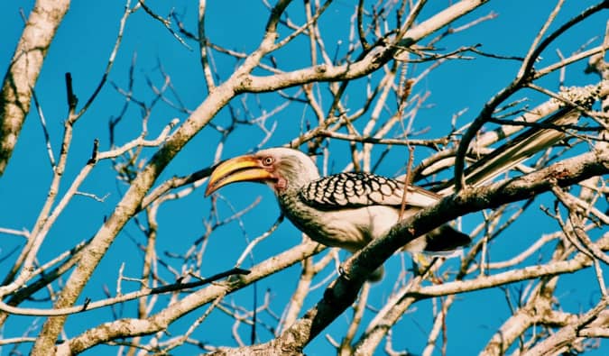 A rare bird in Kruger National Park.