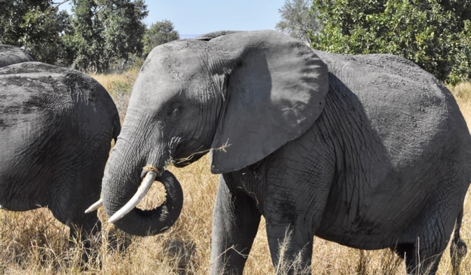 A herd of elephants.