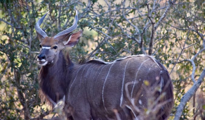 A nyala in Kruger National Park.