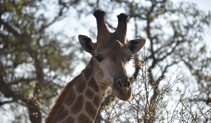 A giraffe eating.