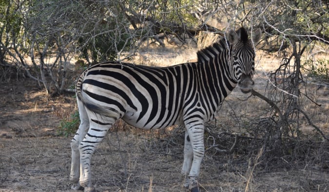 A zebra standing under a tree.