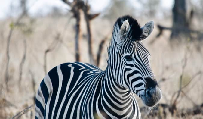 A zebra in Kruger National Park.