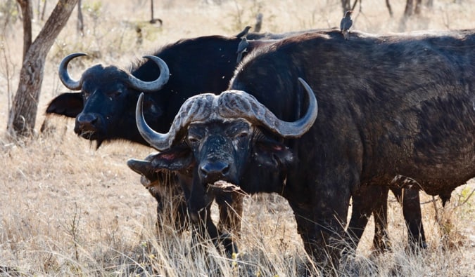 Cape buffalo in Kruger National Park.