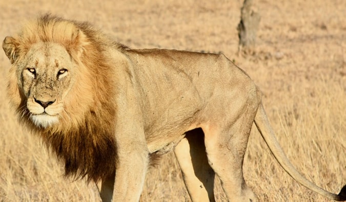 A thin lion standing in the grass.