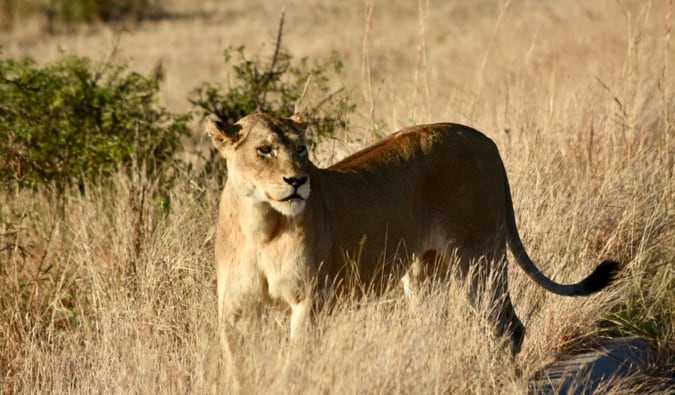 A lioness in tall grass