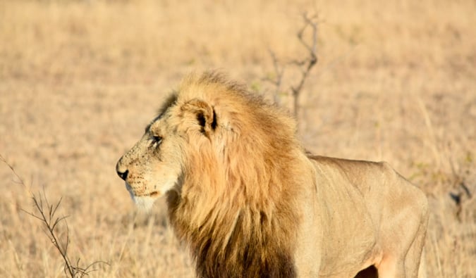 A lion on the savannah.