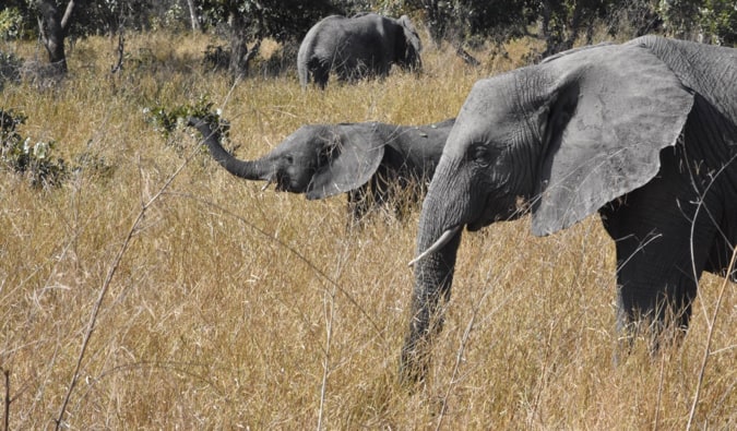 A herd of elephants.