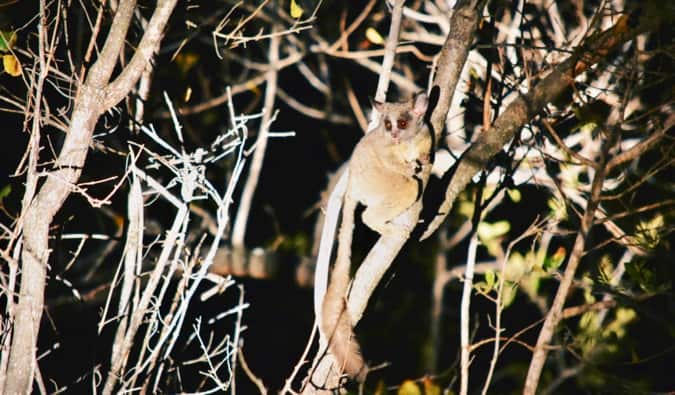 A bushbaby in South Africa.