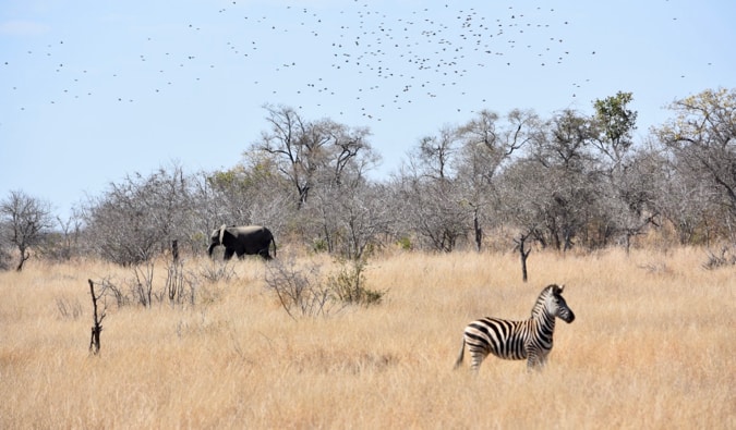 A zebra and elephant in Kruger National Park.