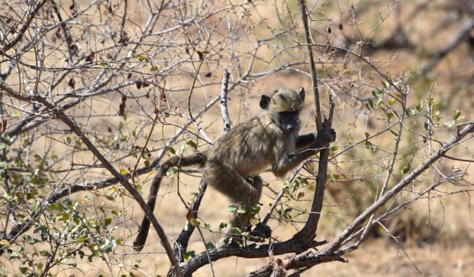 A baby monkey climbing in a tree.