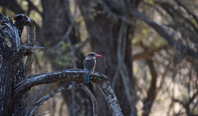 A small exotic bird in South Africa.