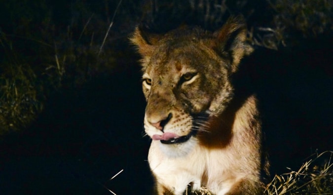 A lion at night.